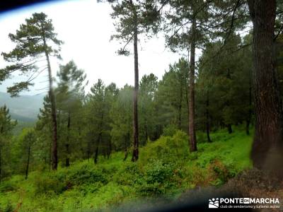 Castañar de El Tiemblo; viajes de verano; viajes septiembre;rutas de senderismo en la sierra de mad